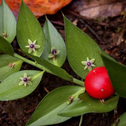 Fragon,
Ruscus aculeatus,
Gevrey-Chambertin Fragon,
Ruscus aculeatus,
Gevrey-Chambertin